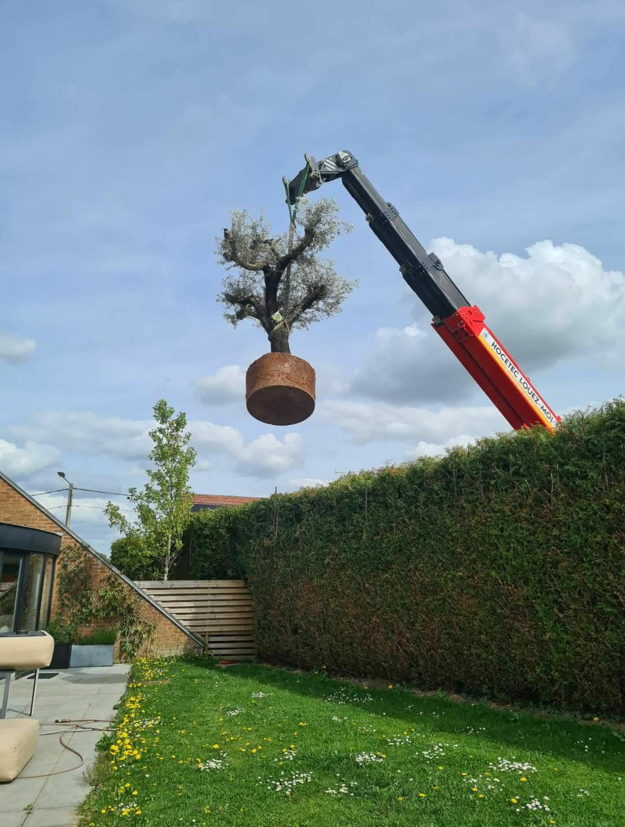 Plantation d'un olivier centenaire à la grue